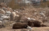 Туши мертвых животных, отходы в горах – что происходит на мусорной свалке близ Чолпон-Аты